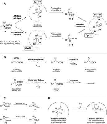 Arylmalonate Decarboxylase—A Versatile Biocatalyst for the Synthesis of Optically Pure Carboxylic Acids